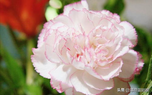 康乃馨花语：情感与价值观的深刻象征