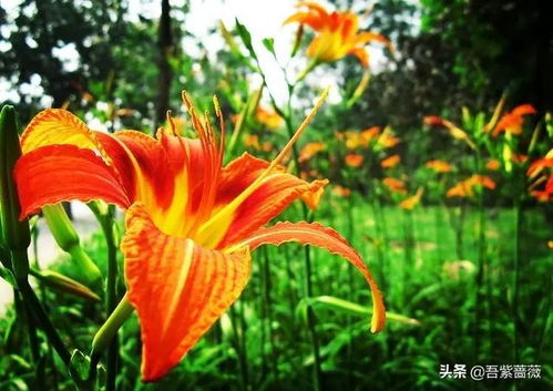射干与黄花菜，形态相似