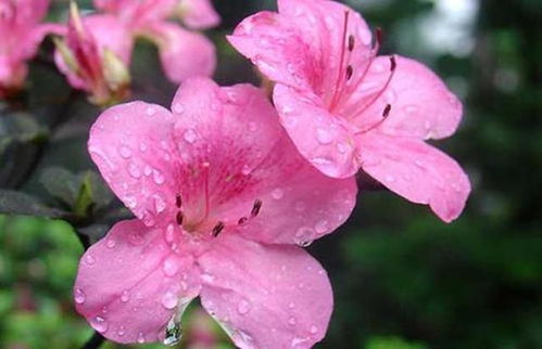 揭秘云南三花卉：杜鹃花开花后的管理秘诀！
