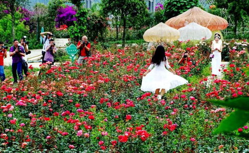 南阳月季园，花海如梦