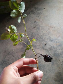 花后修剪：新生命的开始