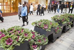 路边绿化花卉品种大揭秘