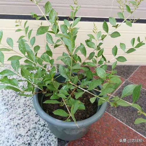 移栽桂花苗后如何判断其成活