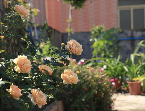 给月季“清花苞”， 来年春季爆花