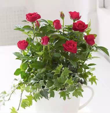 4. 茉莉花：花香四溢的夏夜