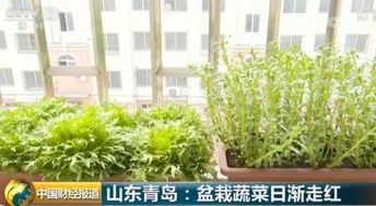 盆栽蔬菜，一亩半的收益