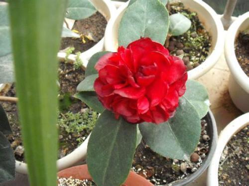 第一阶段：萌芽期