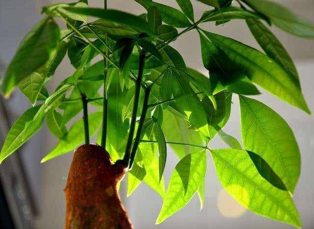 发财树嫩芽生长停滞怎么办？如何有效促进发财树新芽生长