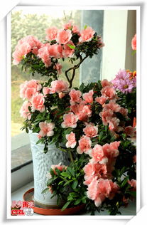 4. 芳香花卉， 香气袭人