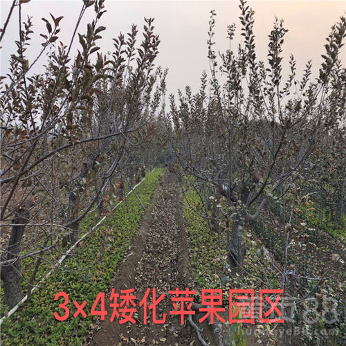 树苗的编号：无声的植树印记