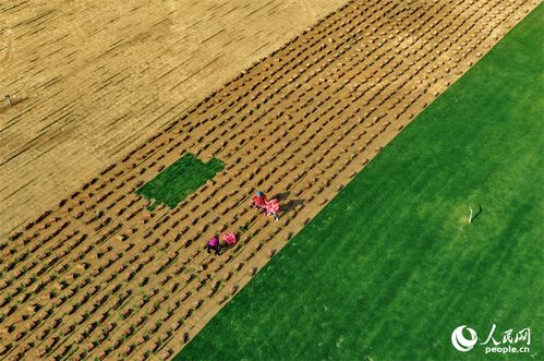11月草皮移植黄金季，温度湿度大揭秘！