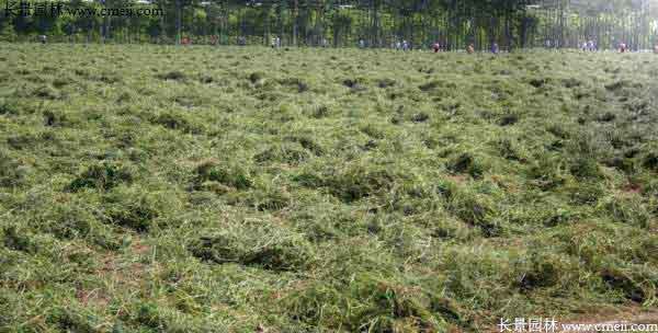 羊草家族：东北牧草的代表