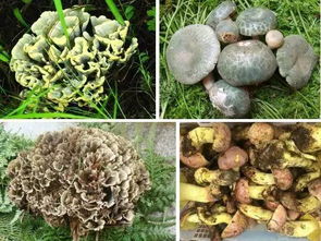 阿维菌素：杀虫还是害菌？