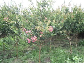 五彩绵带的神秘面纱