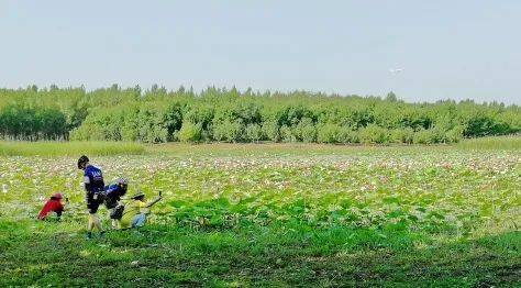 “春季什么时候种植假龙头最合适？需要遵循哪些种植方法