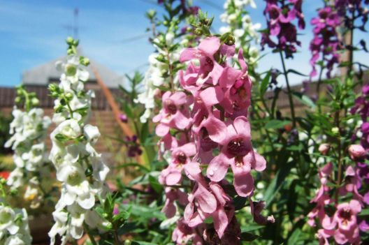 五、 天使花：掐顶长枝，开花效果好