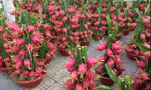 造型一：辣椒迷宫