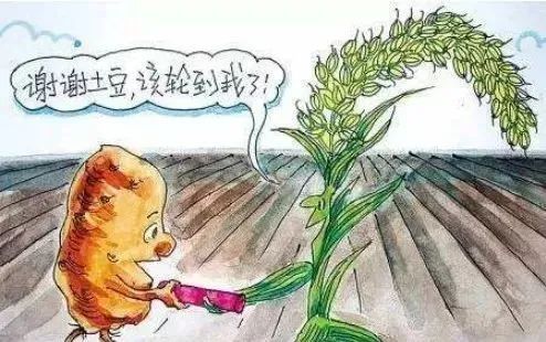 草与鱼的缘分：平安与否的谜团