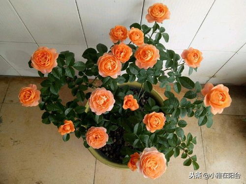 浇透水， 缓苗期要耐心