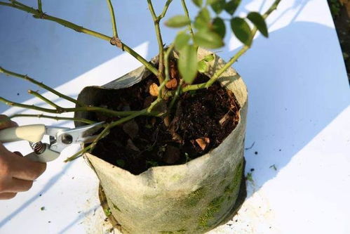 没阳台怎么办？非洲堇来帮忙