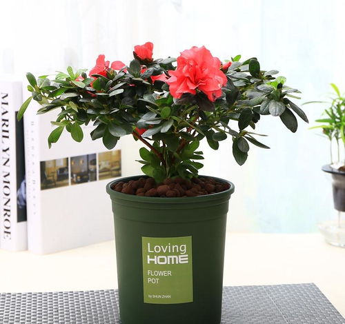 适合办公室摆放的植物， 清新又健康