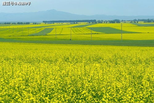 油菜病虫害防治技术指南中，如何有效运用生物防治方法降低油菜病虫害发生
