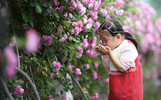 土壤选择，蔷薇花苗成活的关键