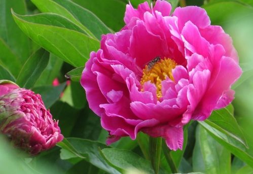 生肖羊的象征——桃花