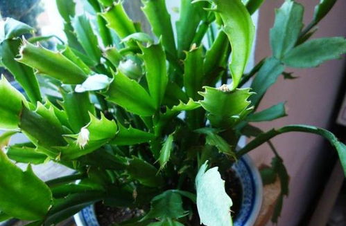 开花后的修剪，有必要吗？