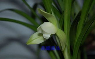 “国宝级兰花揭秘！这10种兰花