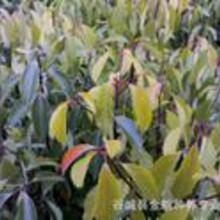 乱糟糟的树苗价格大揭秘：广玉兰树苗多少钱一棵？