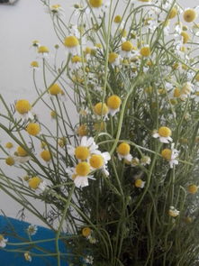 冬季播种的惊喜