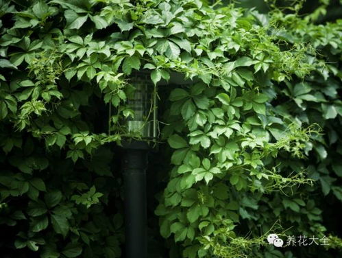 耐旱植物的选择