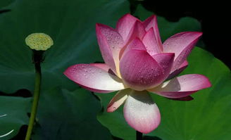 联盟莲花灵花需何水滋养？
