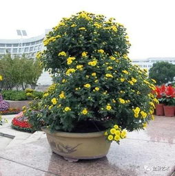 菊花管理，何时扦插