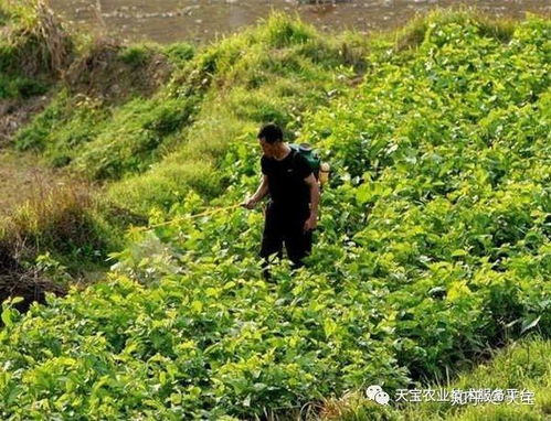 稻田封闭药，防治效果好