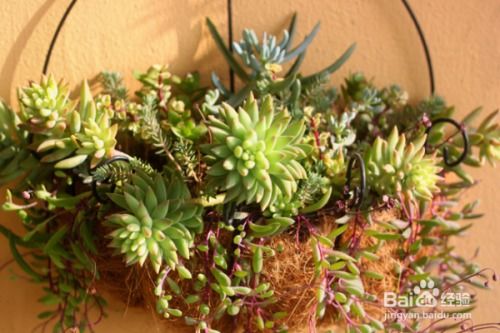 多肉植物在春季需要施什么肥料？