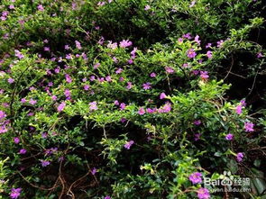 夏季有哪些花？夏天适合养哪些花