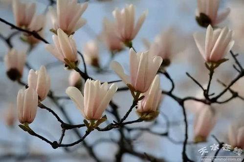 玉兰花种子发芽时间：3到6个月