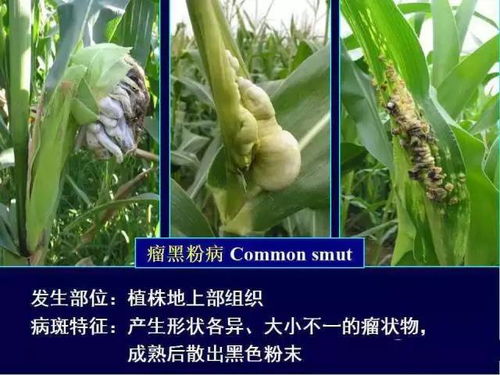 玉米病害的克星——氟环唑，揭秘其神奇功效！