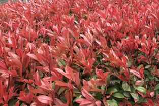 土壤选择，要讲究