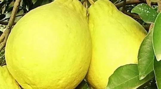 果皮水浇花， 需注意的事项