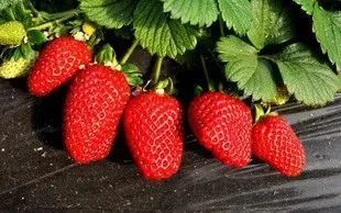 误区二：草莓园里密密麻麻