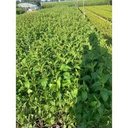 红王子锦花期嫩持续多久？