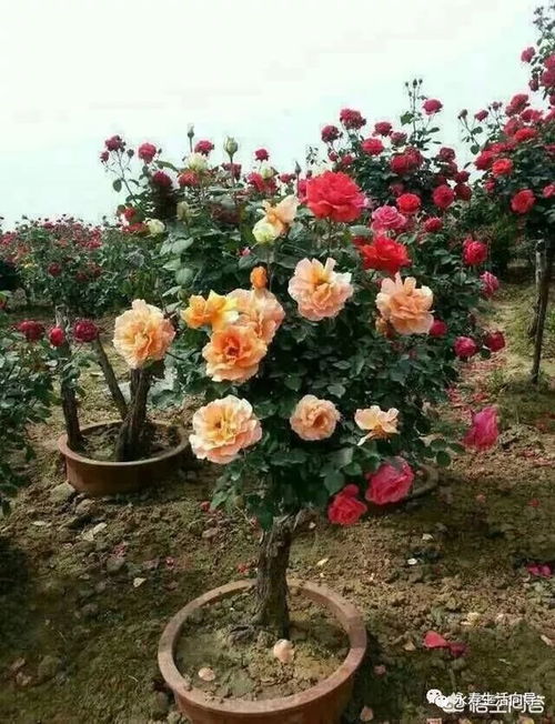 迷你玫瑰开花周期短，探究其开花频率与妙招