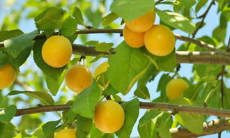 杏核的处理方法