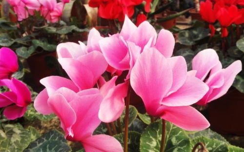 仙客来美得令人陶醉，这花