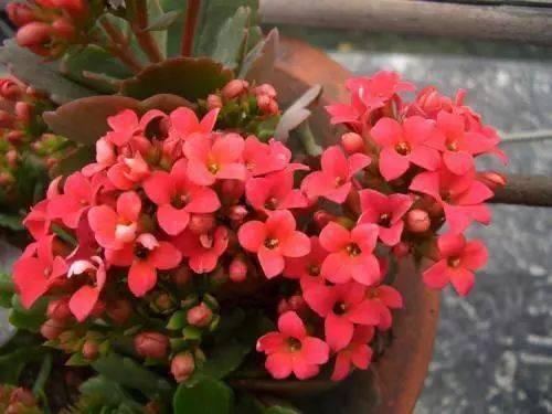 长寿花冬季浇水频率是多少？如何掌握控水技巧避免养护误区