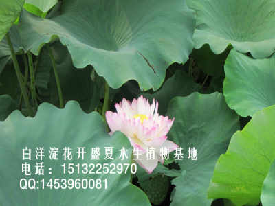 荷花幼苗期注意事项揭秘