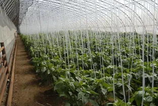 农作物为什么要轮作倒茬种植，这样做对土壤和作物生长有什么具体好处